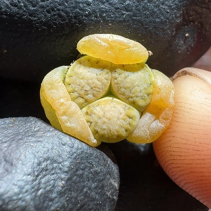 生石花11111111。  183