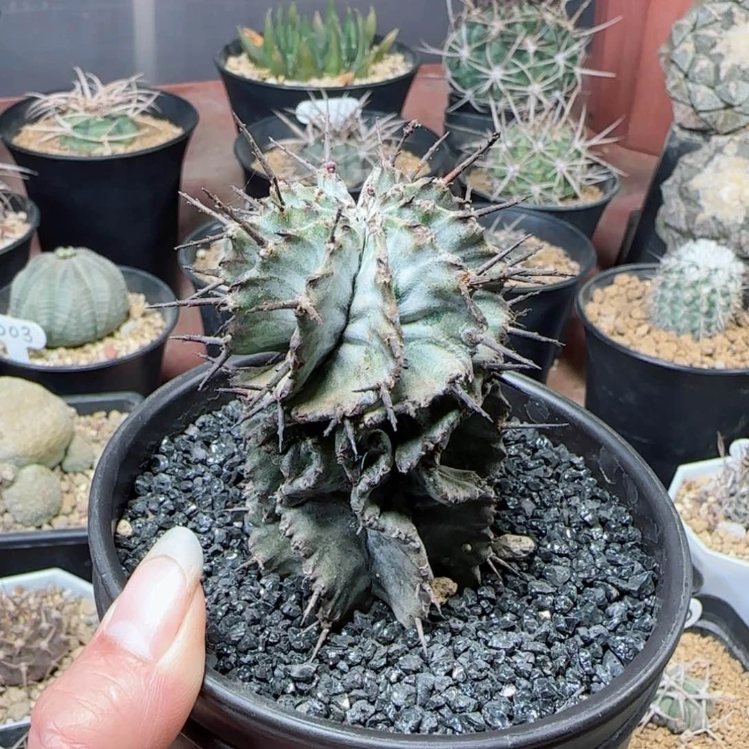 D****Y实生白衣魁伟玉多肉