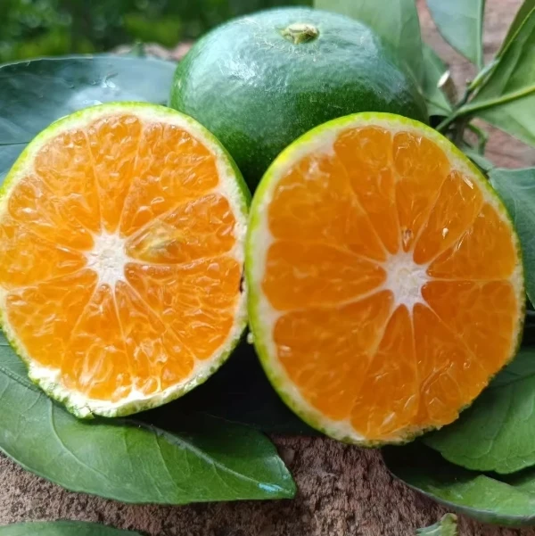 云南青皮蜜橘蜜桔新鲜应季水果酸爽多汁适合孕妇食用