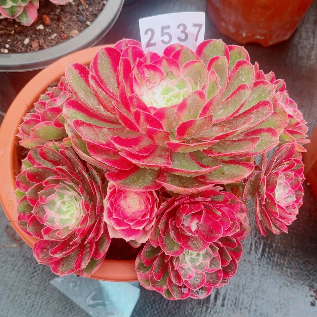 孔雀翎多肉发货发货