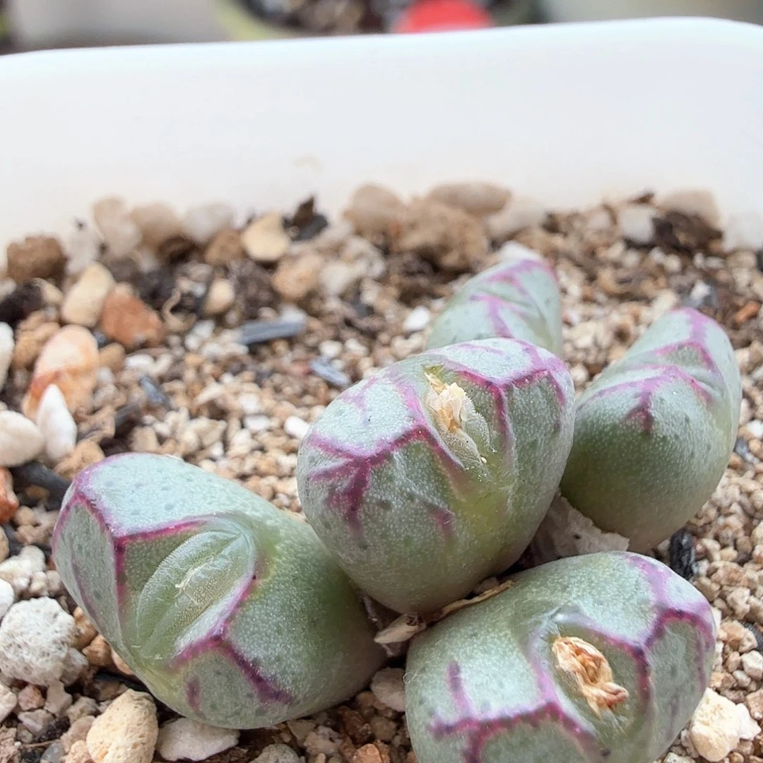 2.5.98/杂交/多多肉植物