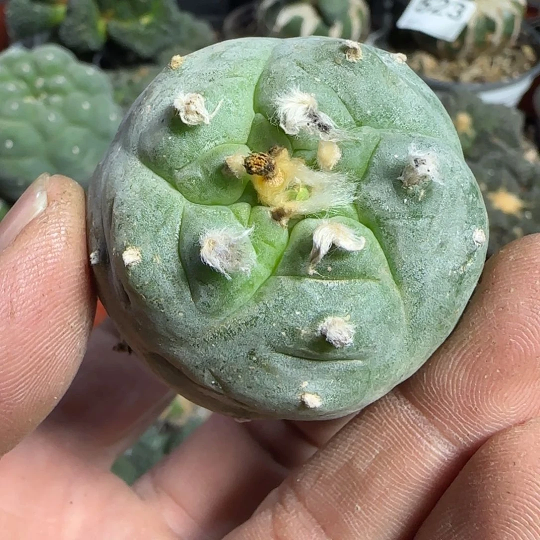 【闪购商品】螺旋肋骨自根778