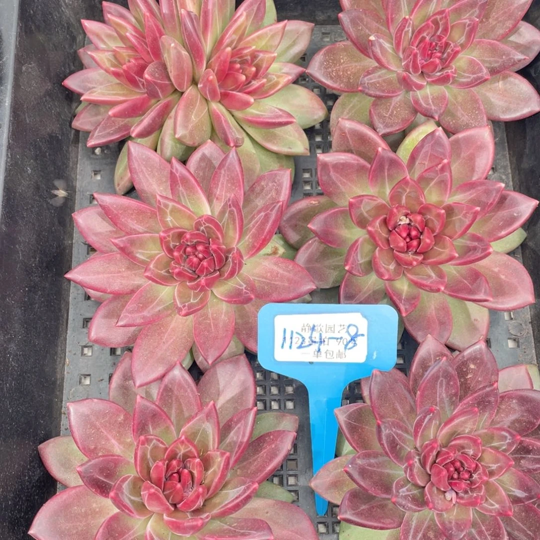 1124-8-正版韩版迷雾泡泡单头一颗量拍