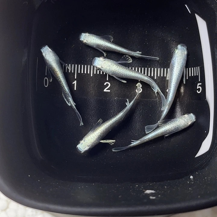 青鳉鱼短天6条，21号，满10包邮，可叠单