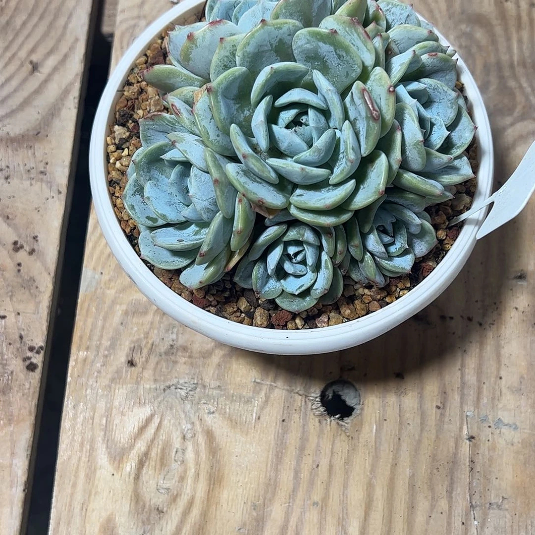 岚***美劳林捧花多肉植物