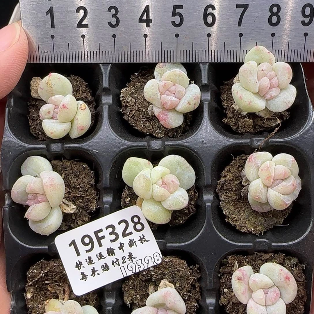 328九棵白透体冰玉石化带紫锦