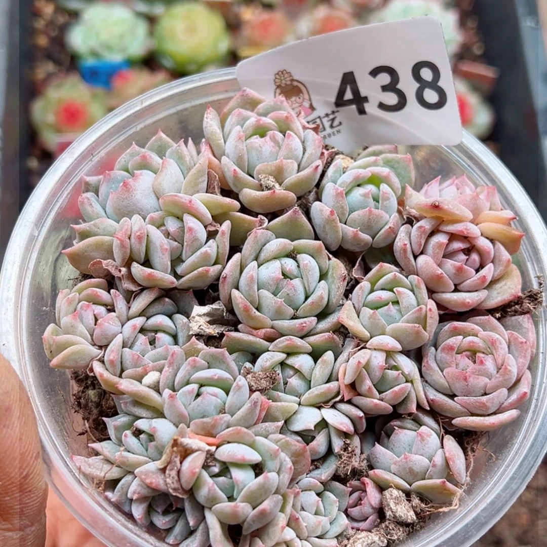 q****y多肉植物多肉植物