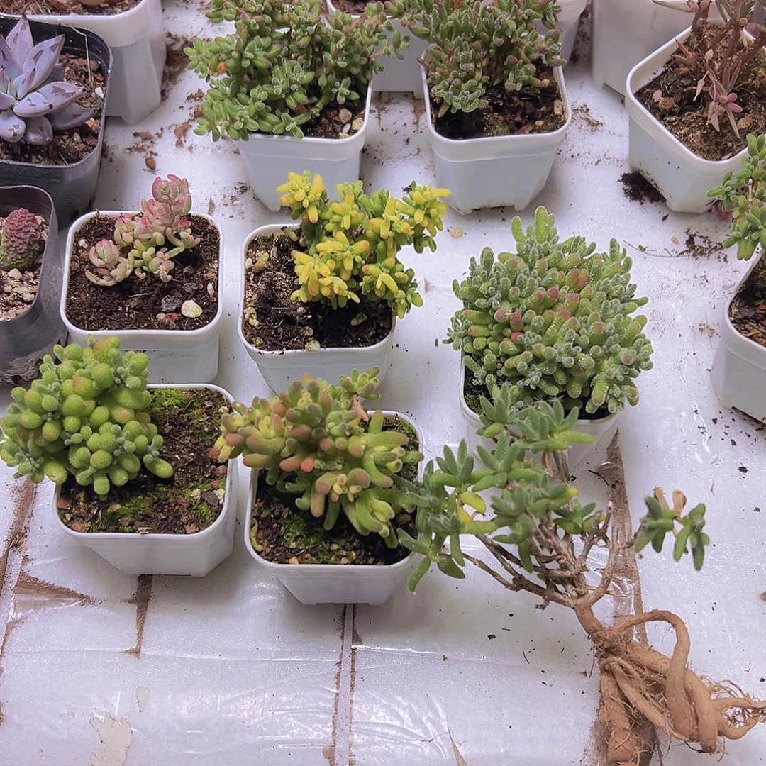 冰水晶玉米兔子锦糖球锦红宝石锦翡翠6盆