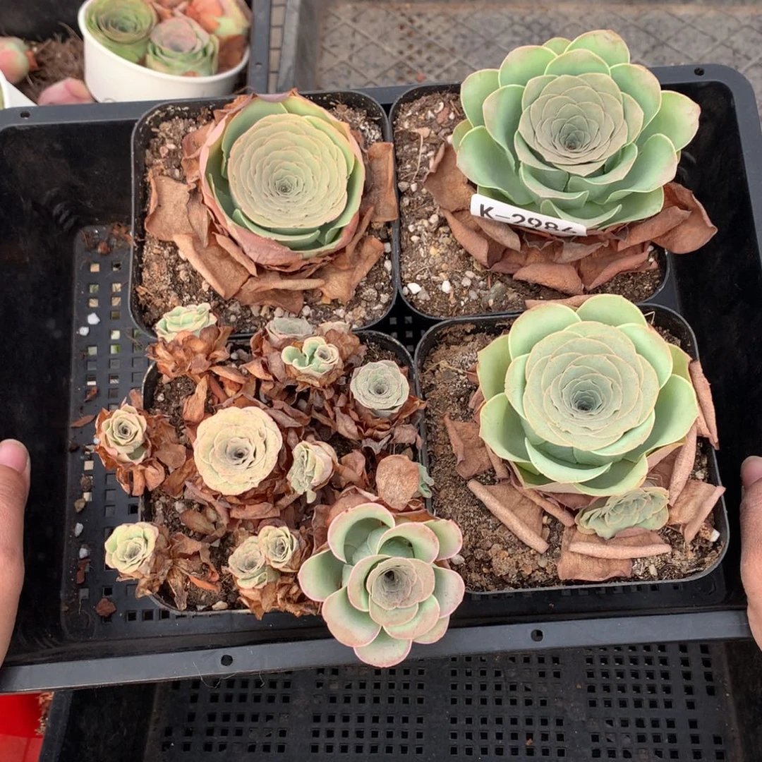 2986 干瘪状态会掉侧芽