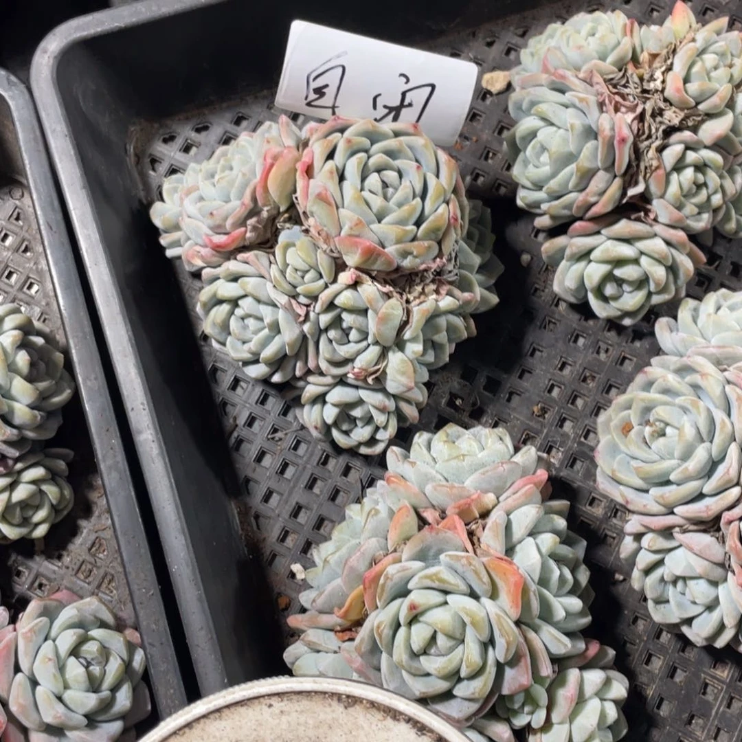 自闭专拍冰玉群生多头