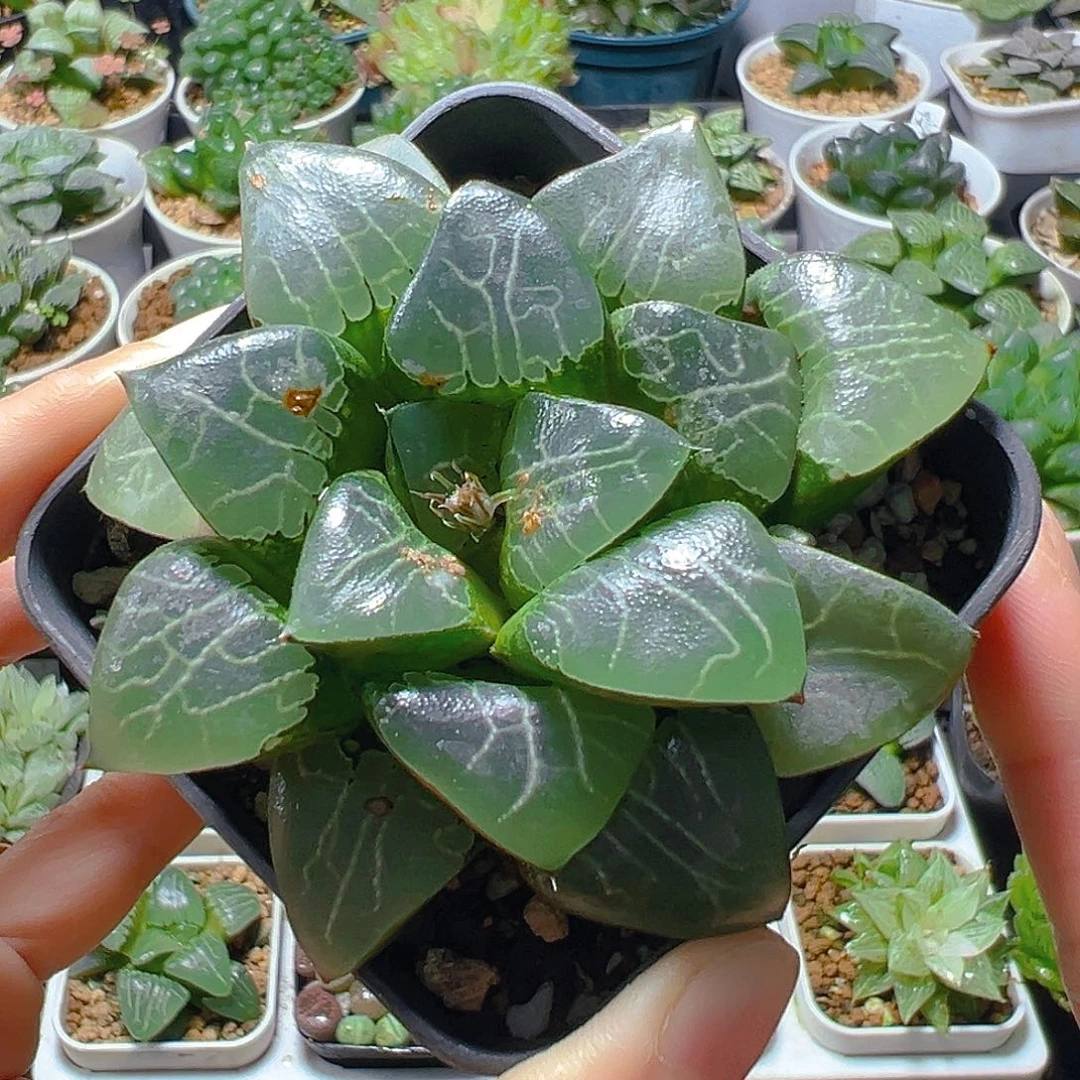 瑕疵月影寿多肉多肉