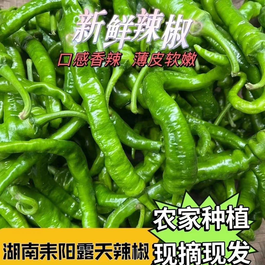 湖南农家土香辣椒青椒螺丝椒薄皮辣椒秋辣椒新鲜现摘当季蔬菜