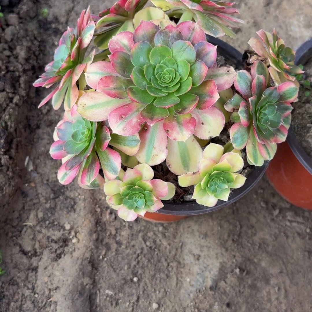 350多肉植物捧花的时候