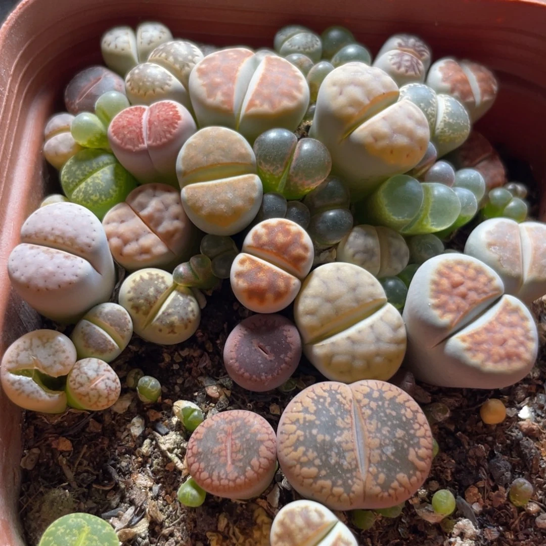今晚大盆特价更新～28