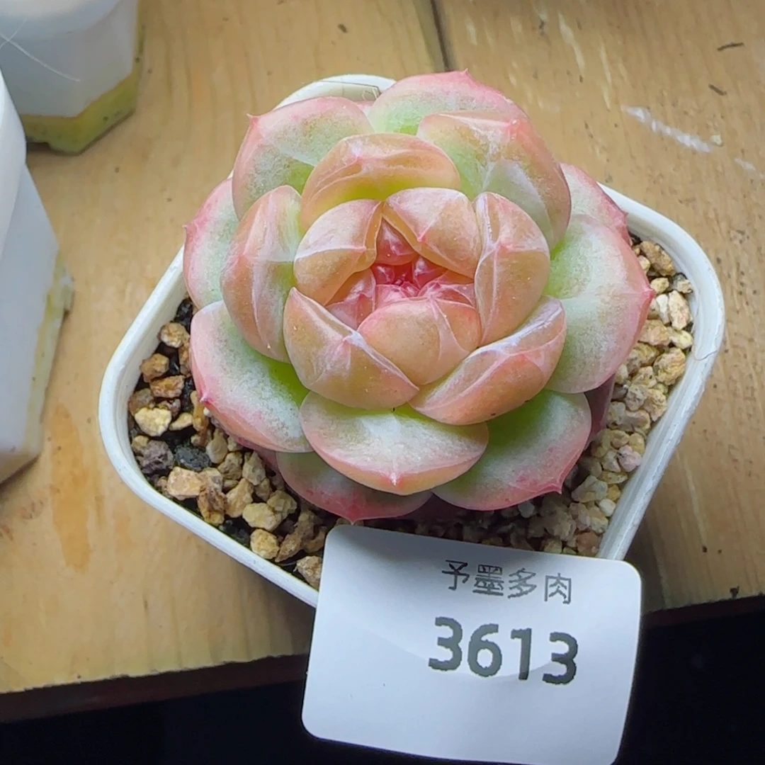 栀子花，3613多肉植物