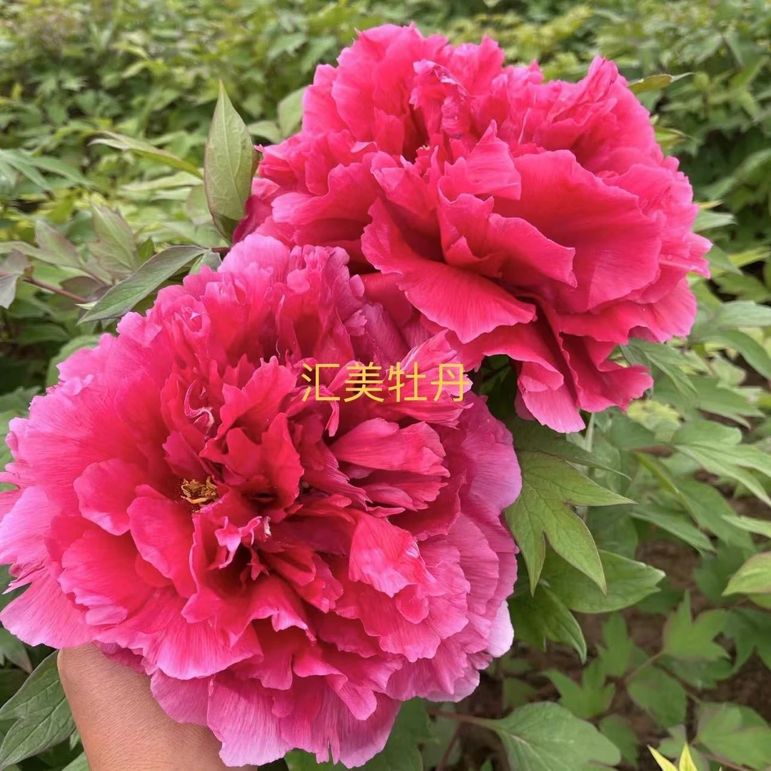 品种（花王）菏泽小型盆栽观赏牡丹带盆带土发货