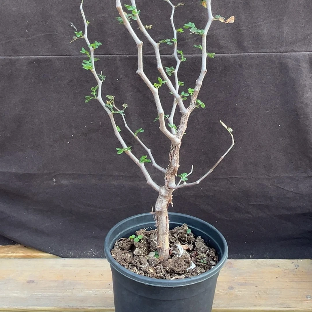 汤圆植物滔天橄榄