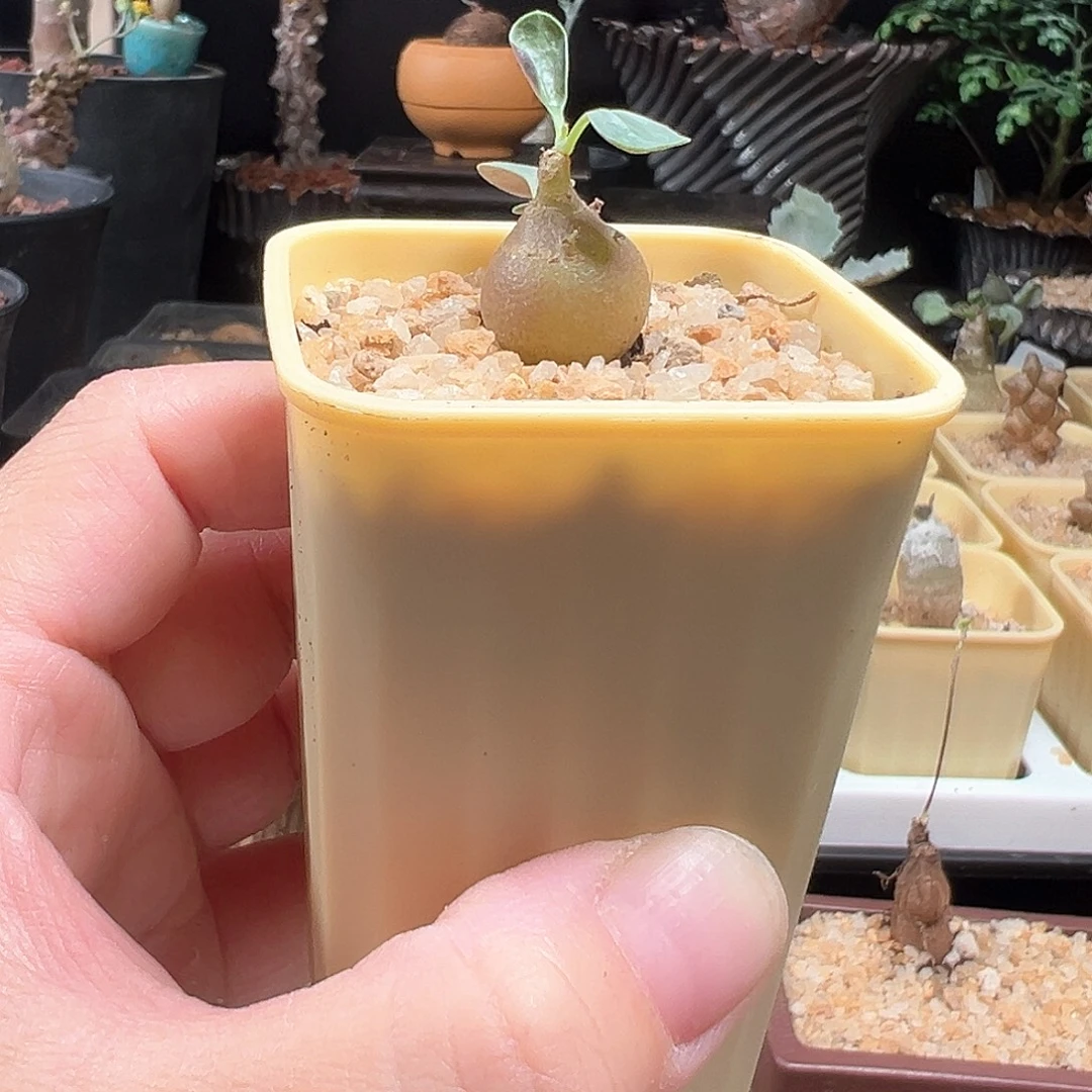 美尻厚敦菊带盆包邮