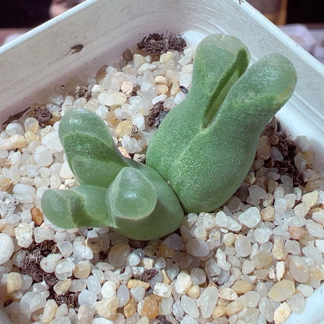 1230-413多肉多日