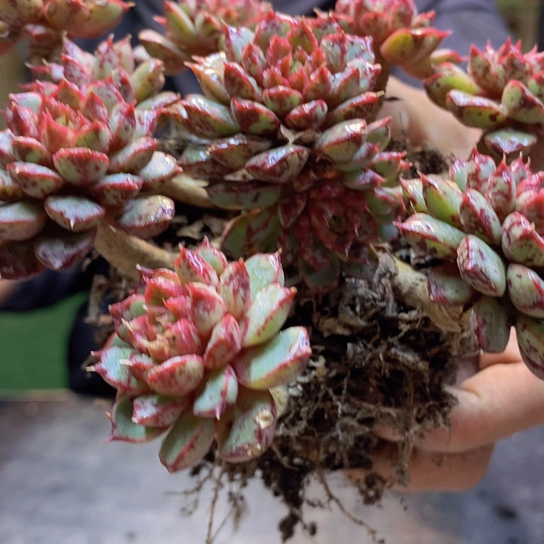 豆*豆D235 号血燕多肉