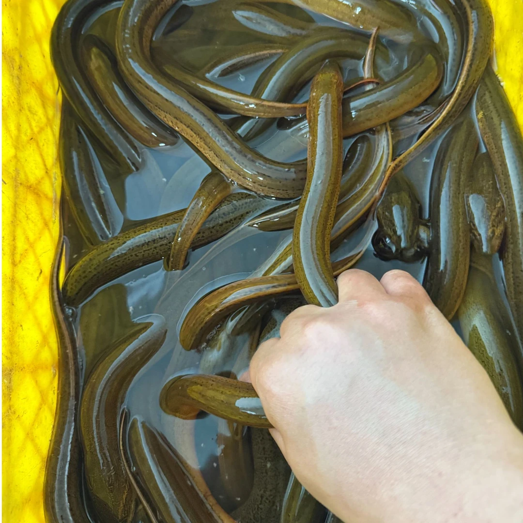 【一两以下】盘龙鳝纯野生黄鳝鳝鱼鲜活新鲜盘鳝活体包邮包活