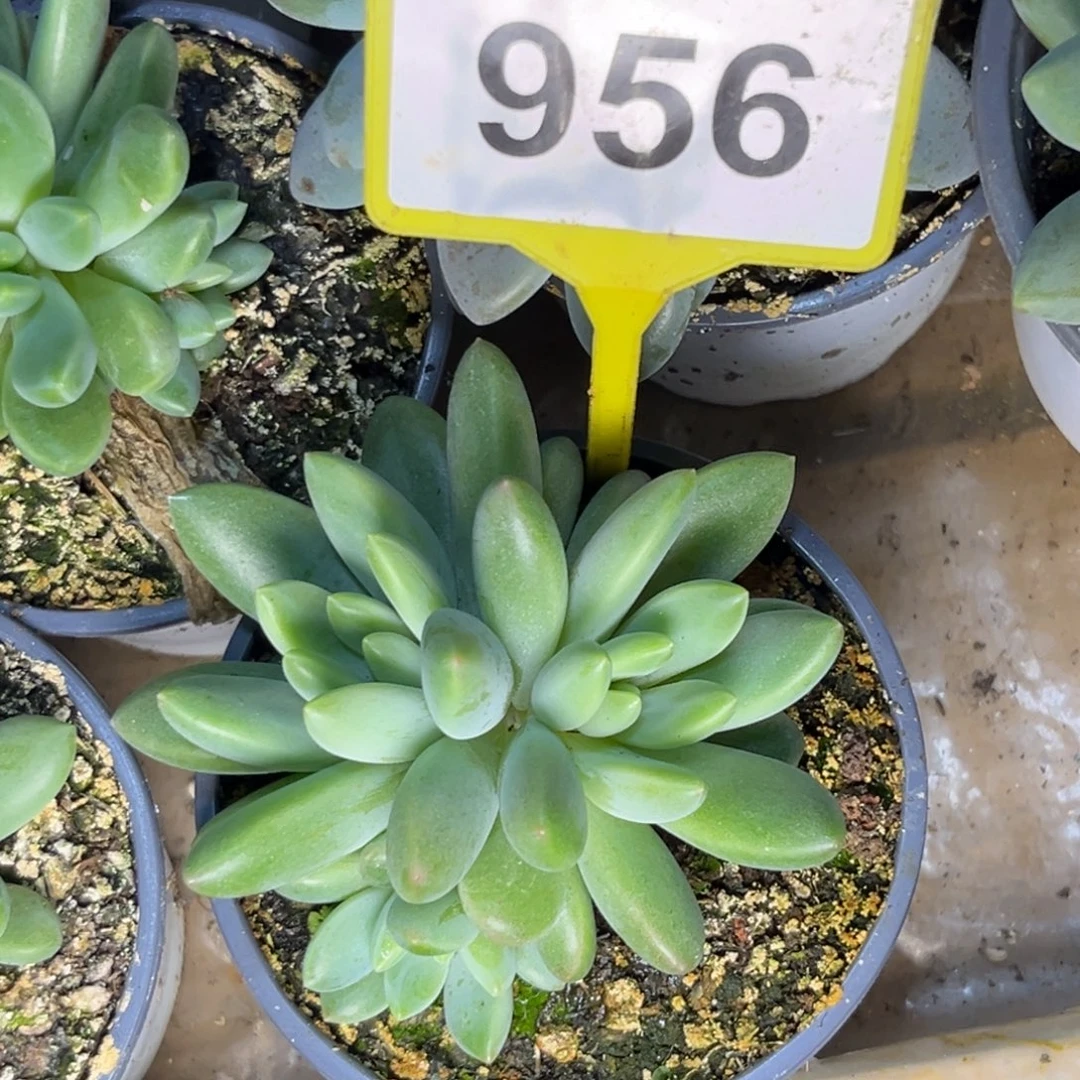 我***扬多肉植物橙色奇迹956