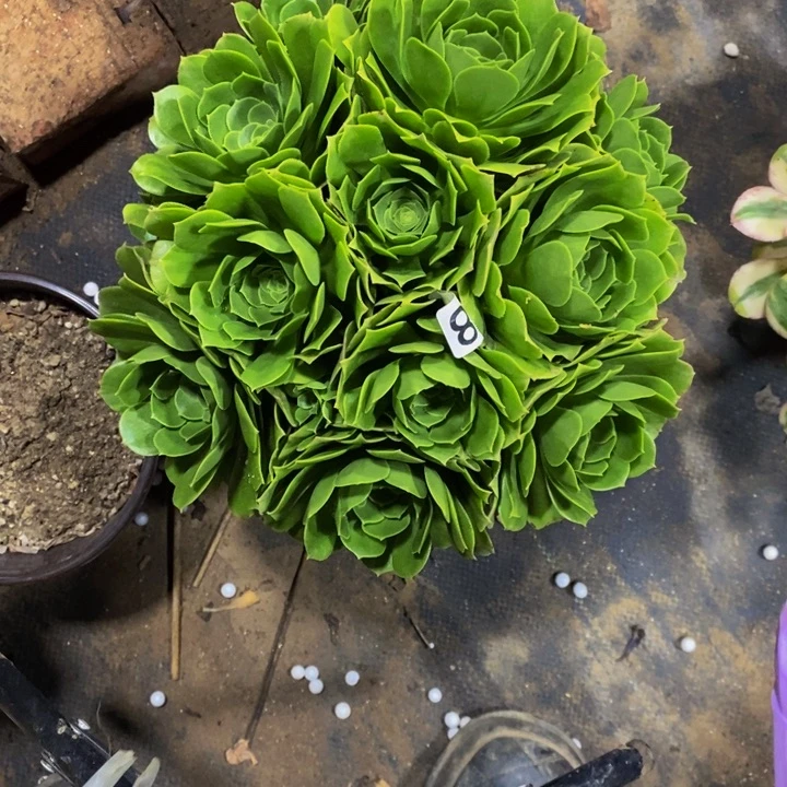 ✨*心578 绿玫瑰法师11111