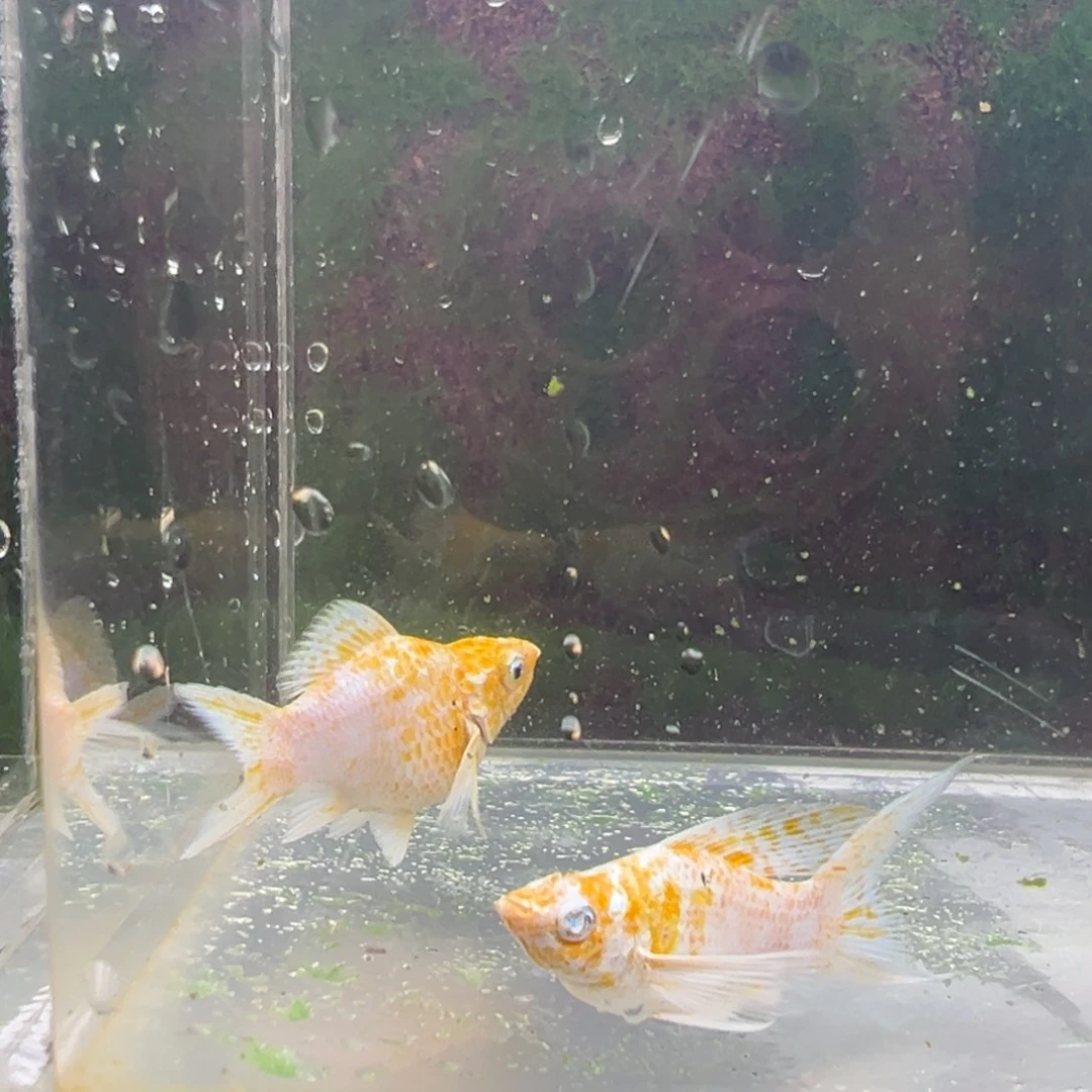 黑玛丽鱼樱花玛丽亚成。    一对