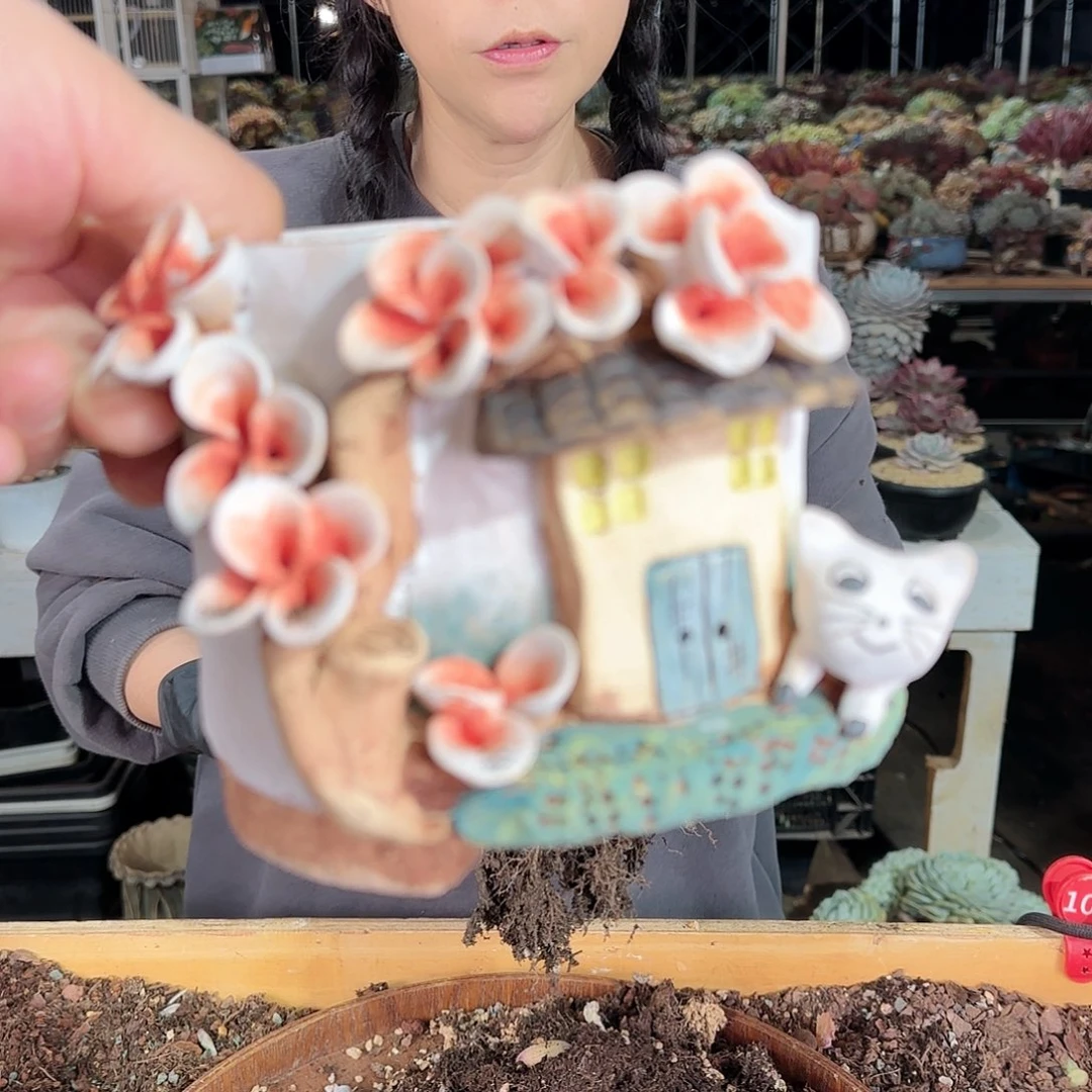彩*9107号盆88           盆
