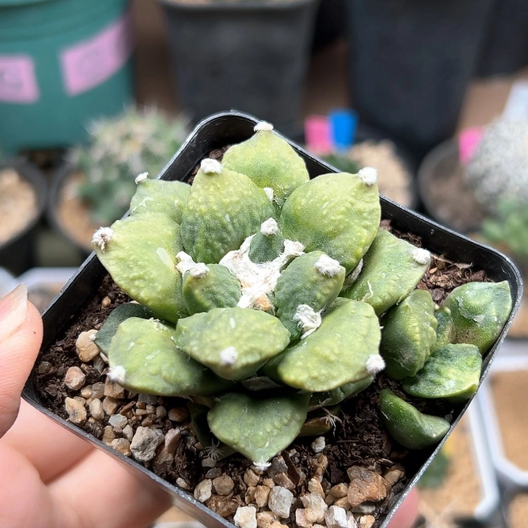 无花朵双头牡丹锦自根带盆发货