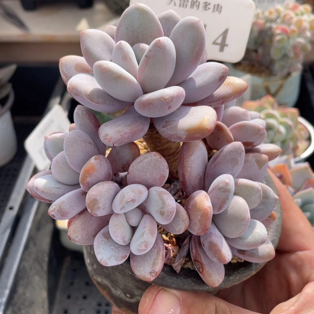 314粉兔不带盆11厘米