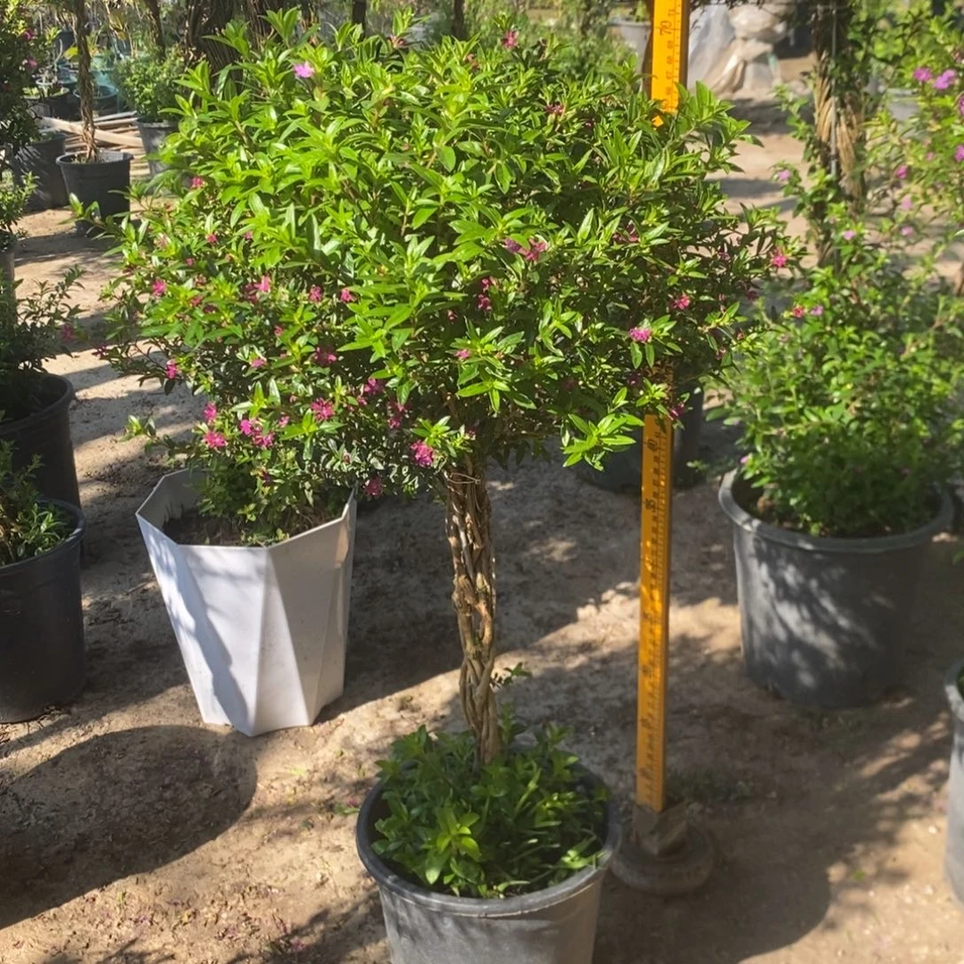 完全开放当前展示068