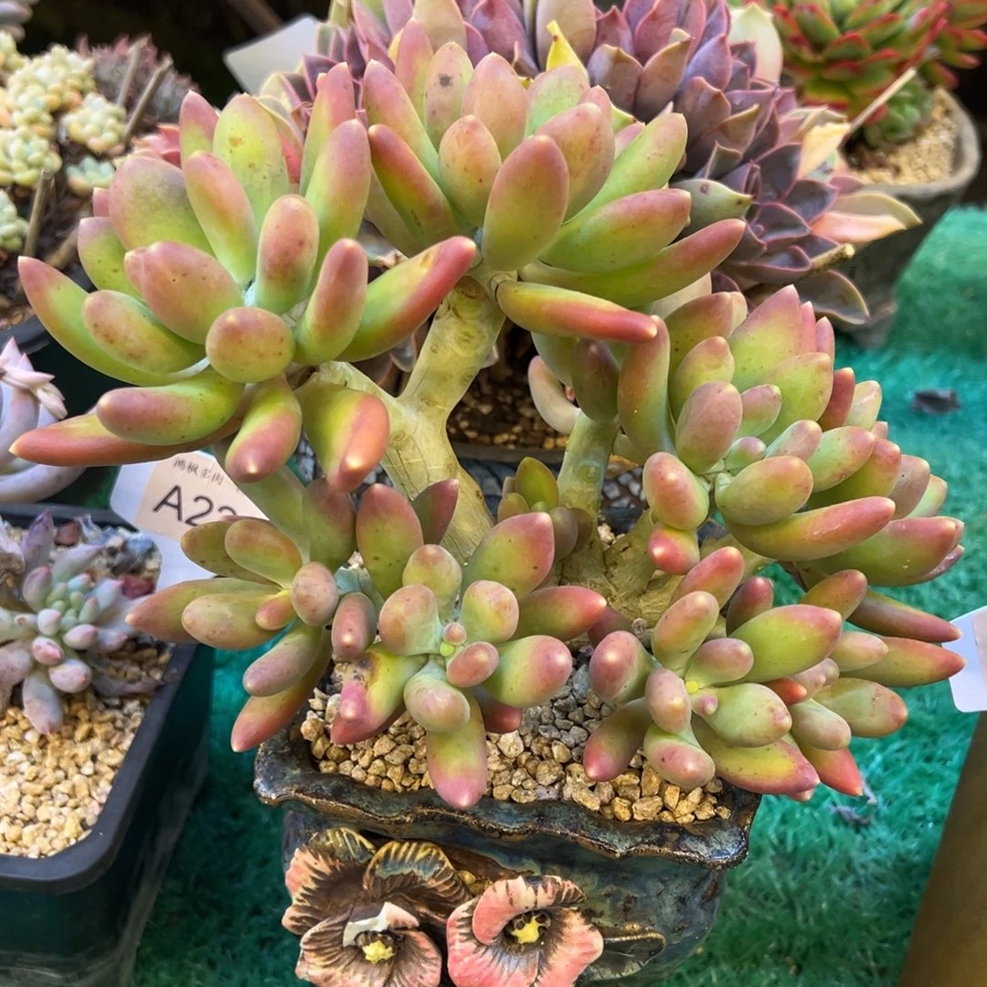 芒果奶杂，，，，，，，，，，，，，，，，，，，