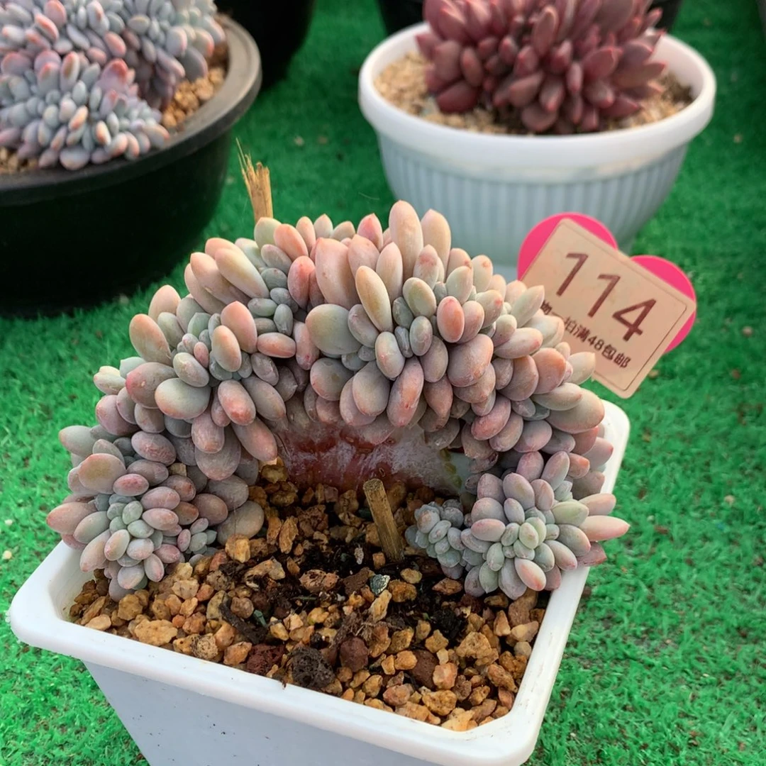 粉兔缀化一物一拍114