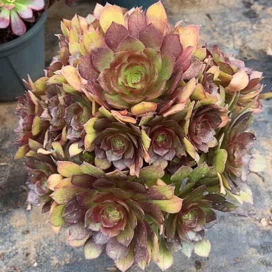 多肉植物桃花石有断61