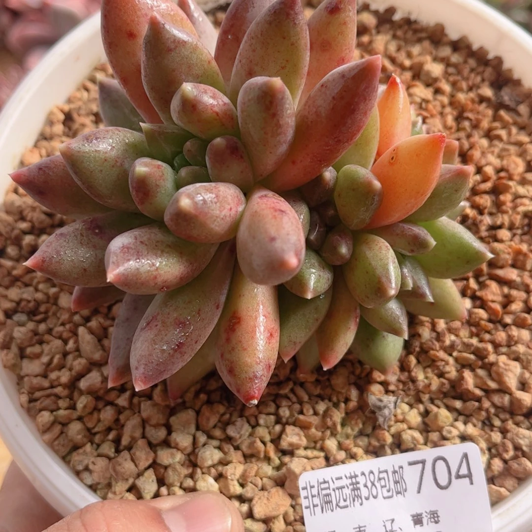 704重楼美人德华多肉