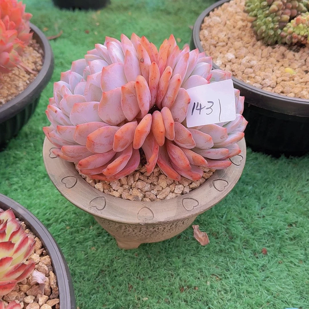 丑***娃1431橙子多肉植物