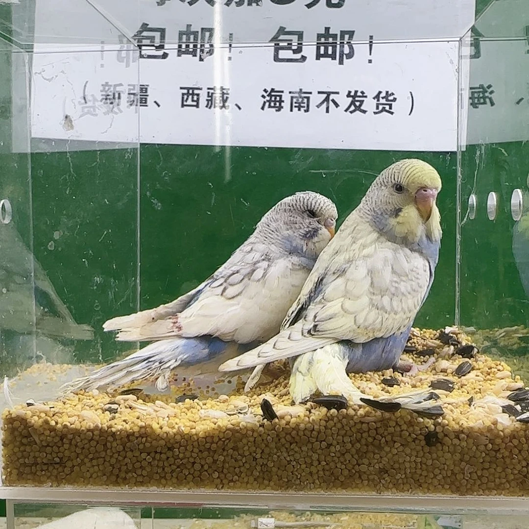 清***来虎皮鹦鹉大头鹦鹉