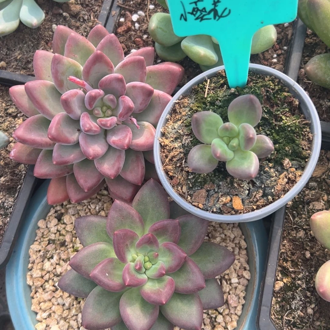 美人系多肉植物寄养