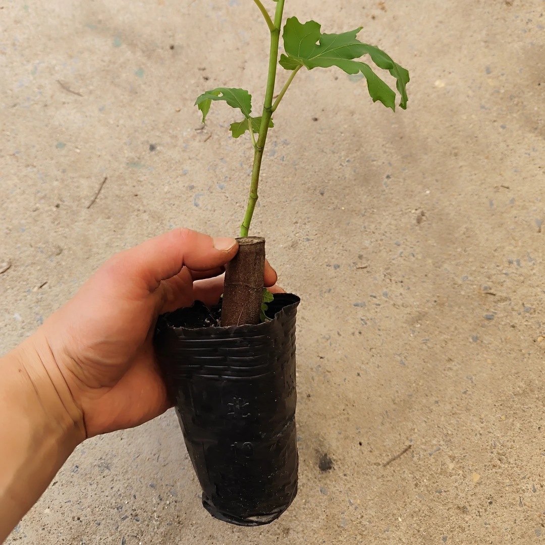 青皮波姬红芭劳奈斯特拉无花果苗包对版