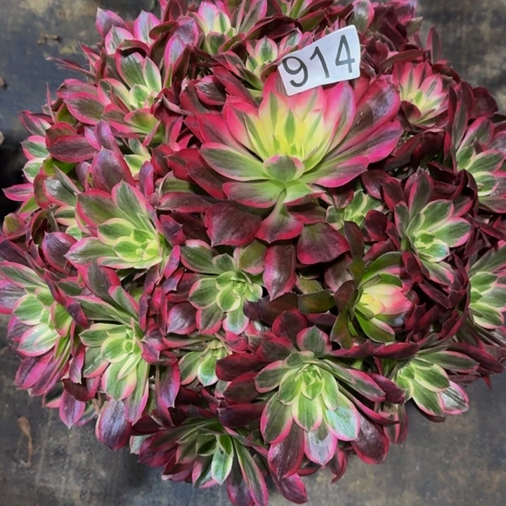 000000000000914花样年华