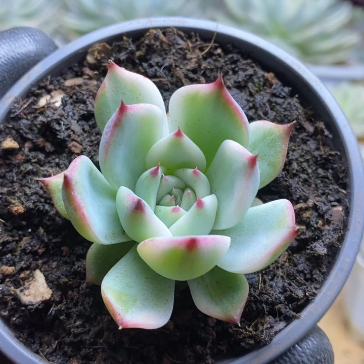 037吉娃娃锦锦锦锦