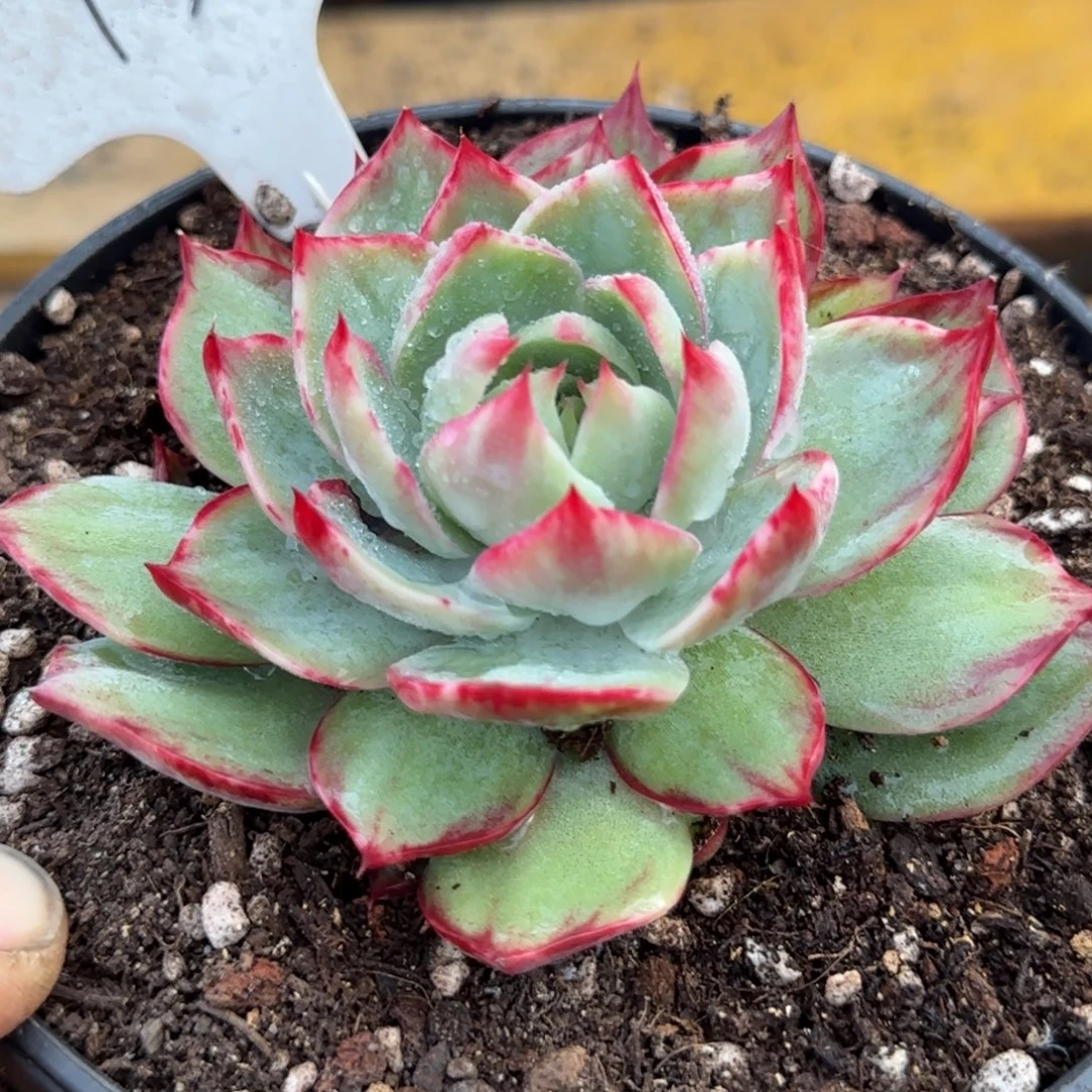 惊鸿一物一拍包装收缩花旱138