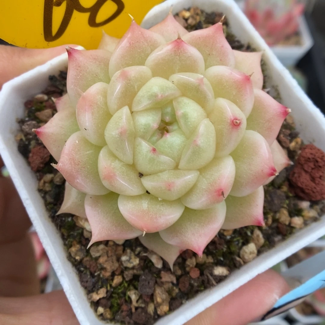 珠光麦秆可拍608号。