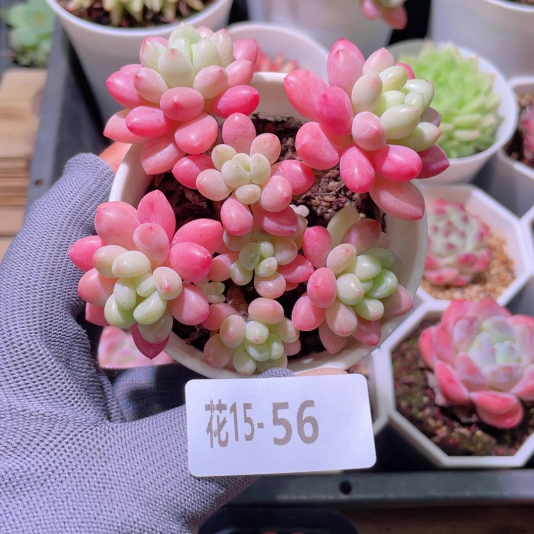 花利美15-56洛可可