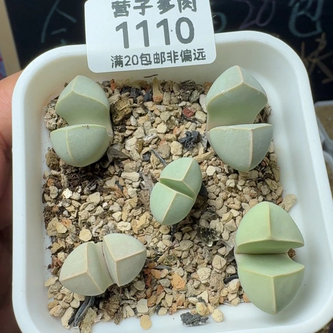 金边魔玉带盆土。