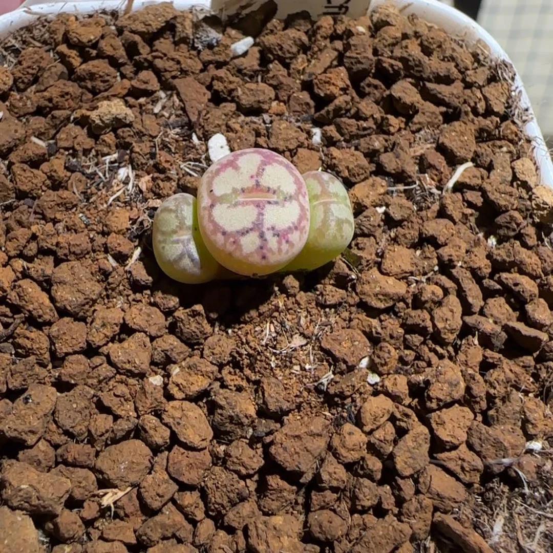 D****肉锥多肉植物组合-1627