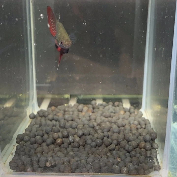 斗鱼泰国斗鱼489号