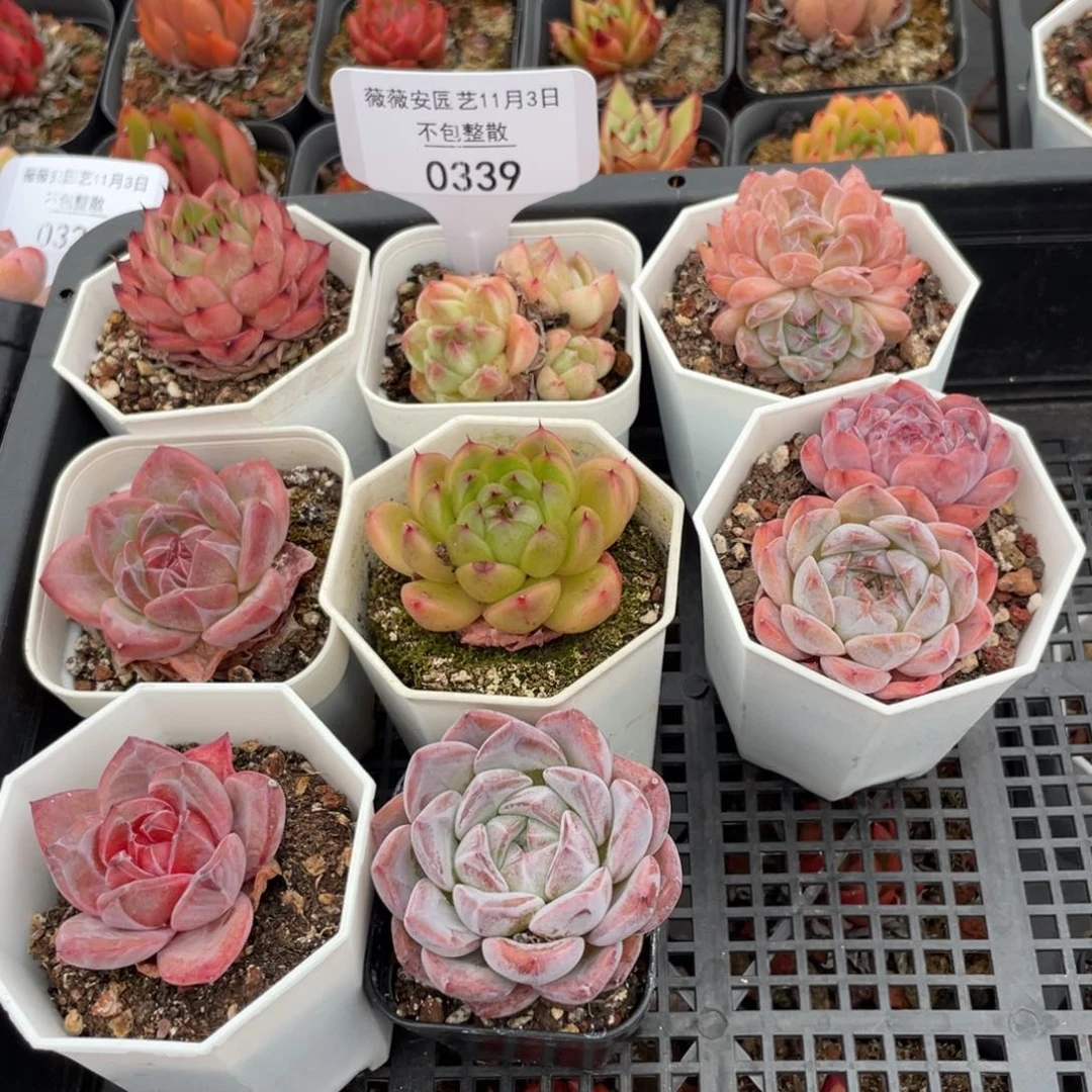 不包整散 盆子不售后0339