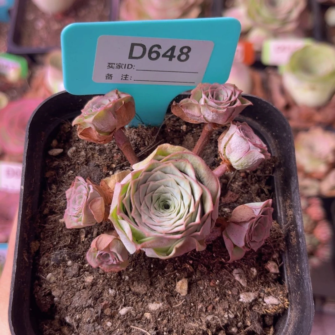 油画玫瑰群一物一拍D648